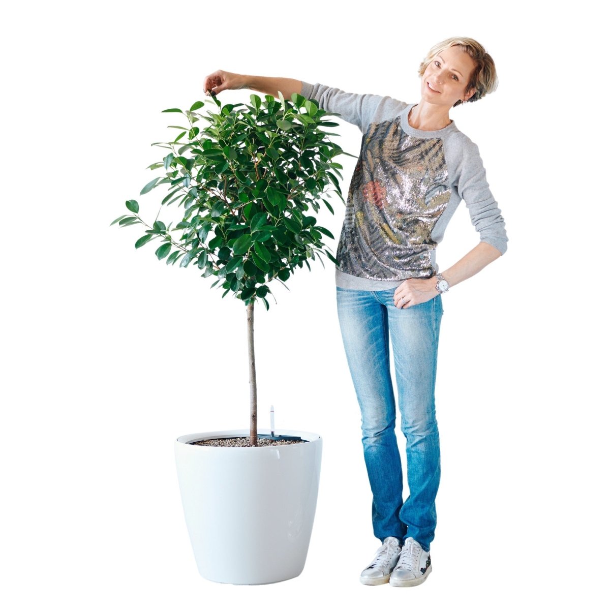 Ficus Moclame - My City Plants