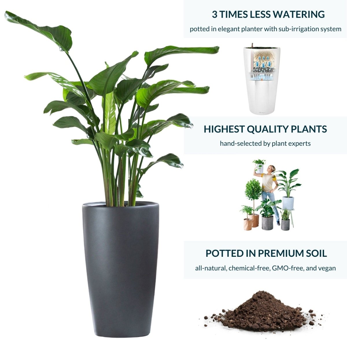 Bird of Paradise Plant Potted In Lechuza Rondo Planter - Charcoal Metallic - My City Plants