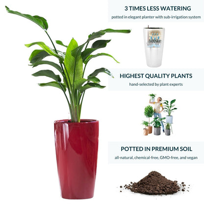 Bird of Paradise Plant Potted In Lechuza Rondo Planter - Red - My City Plants