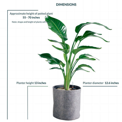 Bird of Paradise Plant Potted In Lechuza Trendcover 32 Planter - Dark Gray - My City Plants