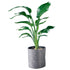 Bird of Paradise Plant Potted In Lechuza Trendcover 32 Planter - Dark Gray - My City Plants