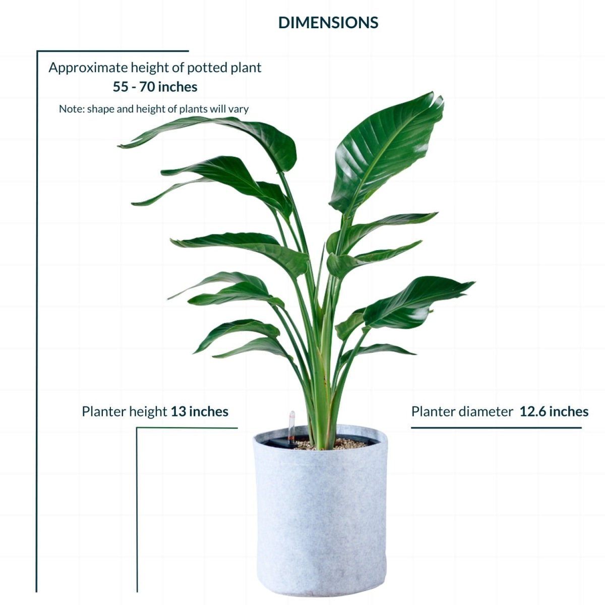 Bird of Paradise Plant Potted In Lechuza Trendcover 32 Planter - Light Gray - My City Plants