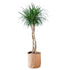 Dracaena Marginata Open Weave Braid Potted In Lechuza Trendcover 32 Planter - Dark Cork - My City Plants
