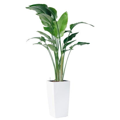 XL Bird of Paradise Plant Potted In Lechuza Cubico 40 Planter - White - My City Plants
