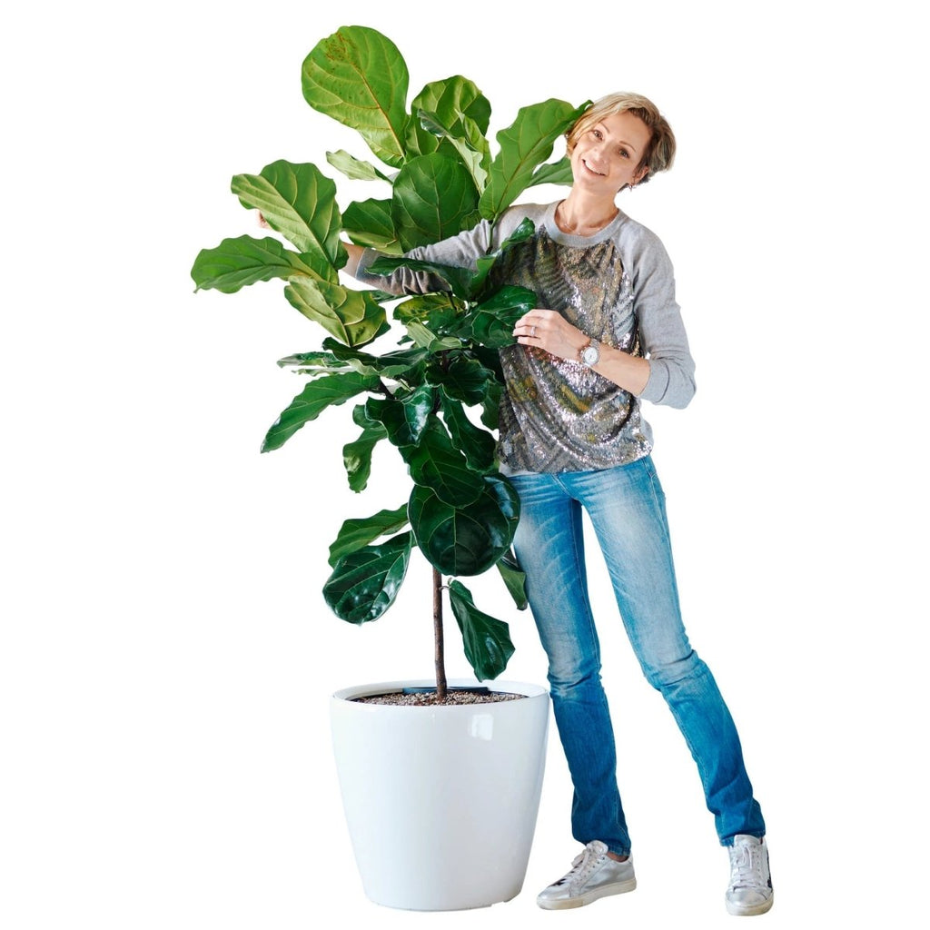 Large Fiddle Leaf Fig Tree Floor Plant, Indoor Plants for Delivery