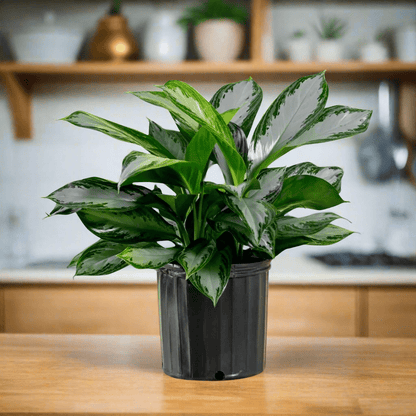 Aglaonema In 10&quot; Nursery Pot - My City Plants