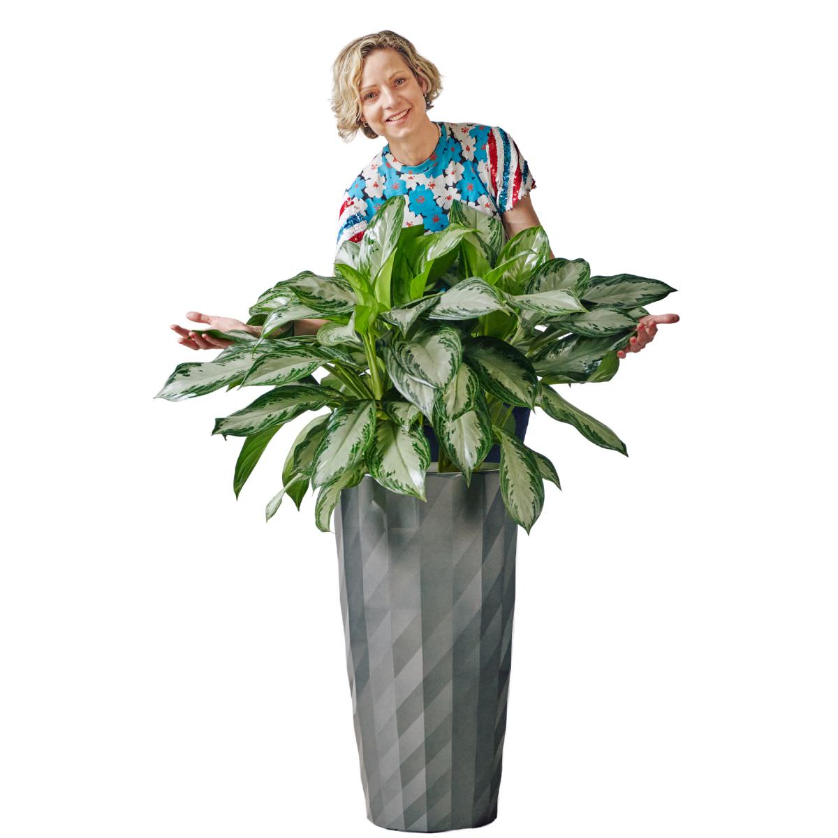 Aglaonema Potted In Lechuza Diamante Planter - Charcoal - My City Plants