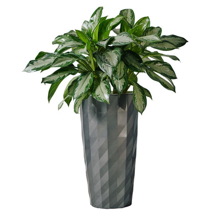 Aglaonema Potted In Lechuza Diamante Planter - Charcoal - My City Plants