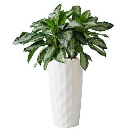 Aglaonema Potted In Lechuza Diamante Planter - White - My City Plants