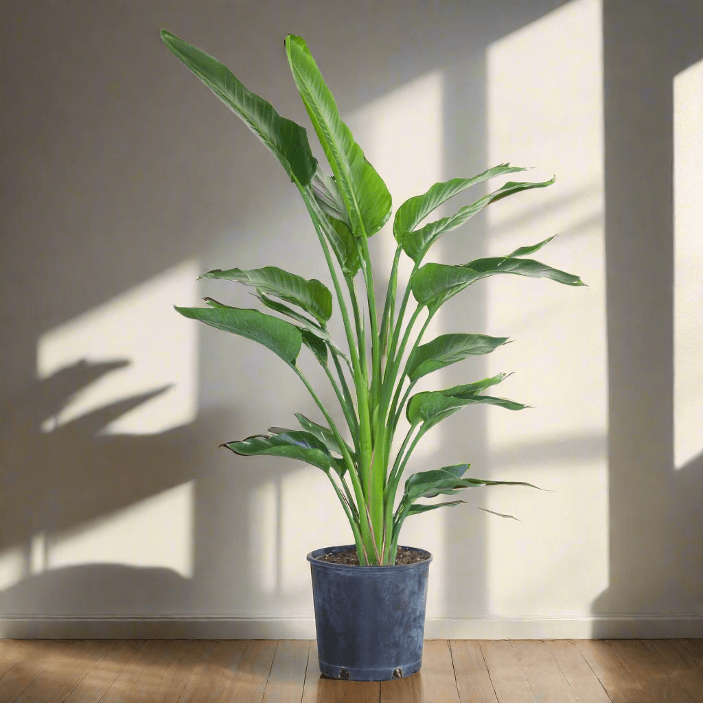 Bird of Paradise Plant In 10&quot; Nursery Pot - My City Plants