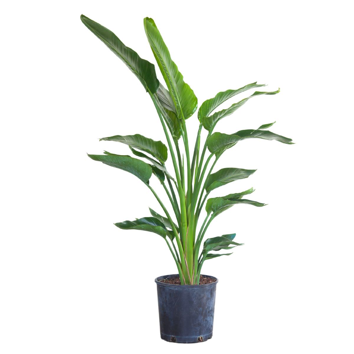 Bird of Paradise Plant In 10&quot; Nursery Pot - My City Plants