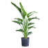 Bird of Paradise Plant In 10" Nursery Pot - My City Plants