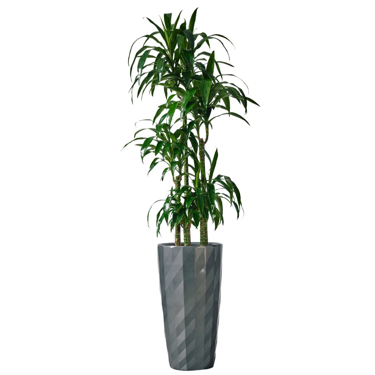 Dracaena Lisa Potted In Lechuza Diamante Planter - Charcoal - My City Plants