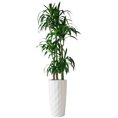 Dracaena Lisa Potted In Lechuza Diamante Planter - White - My City Plants