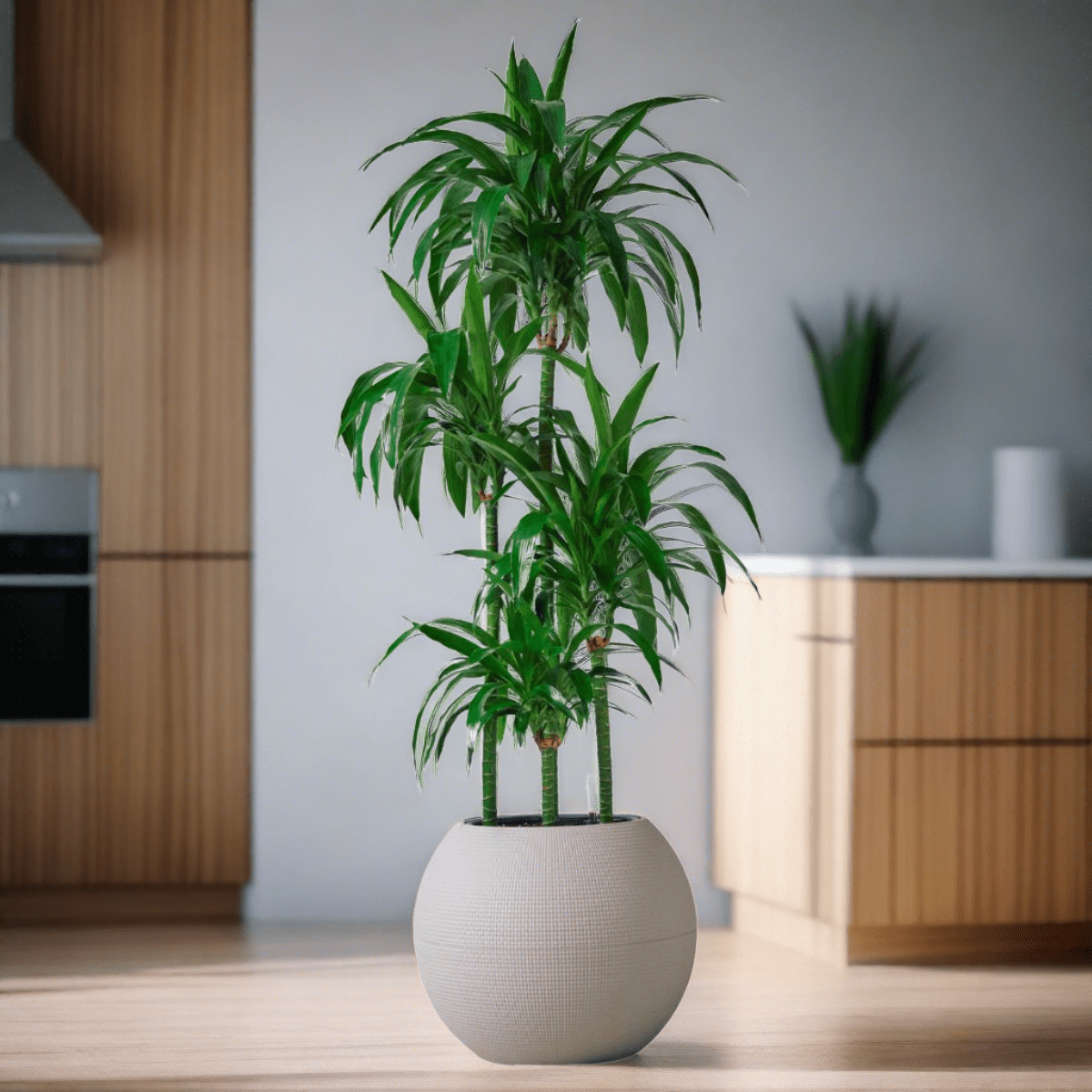 Dracaena Lisa Potted In Lechuza Puro Planter - Sand Brown - My City Plants