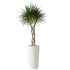 Dracaena Marginata Open Weave Braid Potted In Lechuza Diamante Planter - White - My City Plants