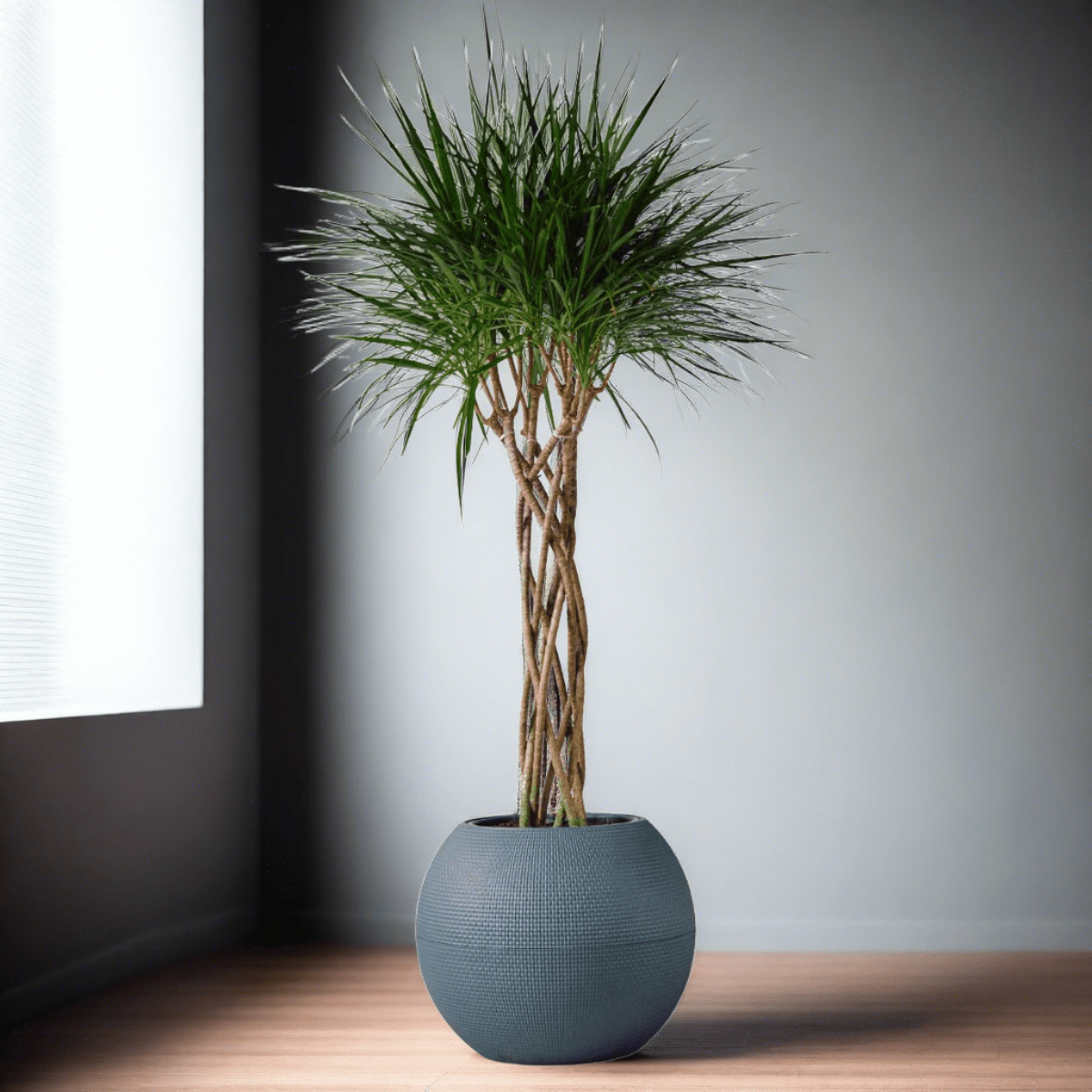 Dracaena Marginata Open Weave Braid Potted In Lechuza Puro Planter - Slate - My City Plants