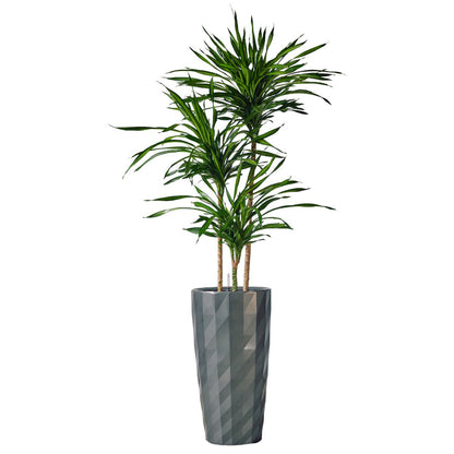 Dracaena Rikki Potted In Lechuza Diamante Planter - Charcoal - My City Plants