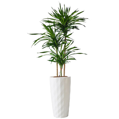 Dracaena Rikki Potted In Lechuza Diamante Planter - White - My City Plants