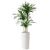 Dracaena Rikki Potted In Lechuza Diamante Planter - White - My City Plants