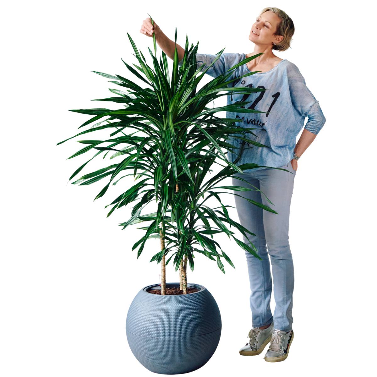 Dracaena Rikki Potted In Lechuza Puro Planter - Slate - My City Plants