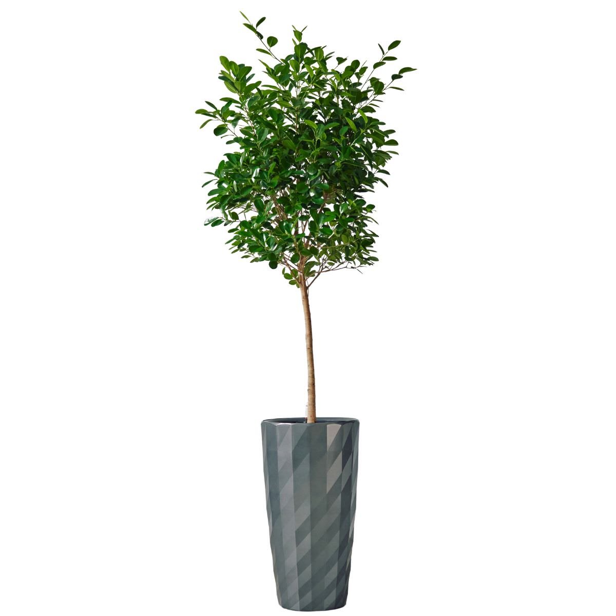 Ficus Moclame Potted In Lechuza Diamante Planter - Charcoal - My City Plants