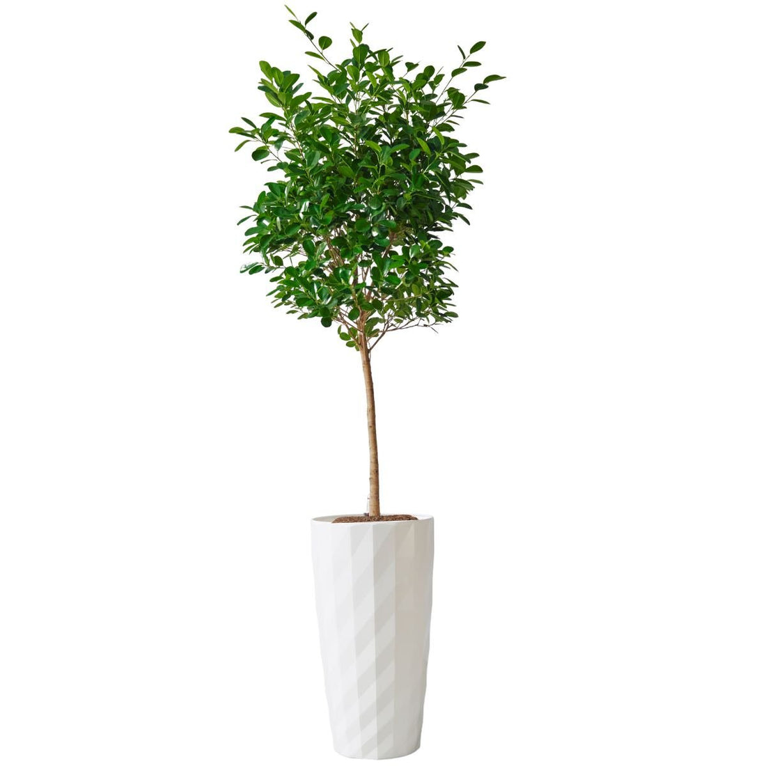 Ficus Moclame Potted In Lechuza Diamante Planter - White - My City Plants
