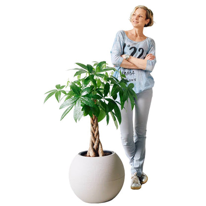 Money Tree Potted In Lechuza Puro Planter - Sand Brown - My City Plants