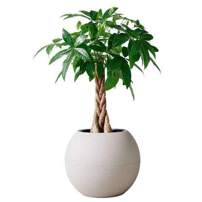 Money Tree Potted In Lechuza Puro Planter - Sand Brown - My City Plants