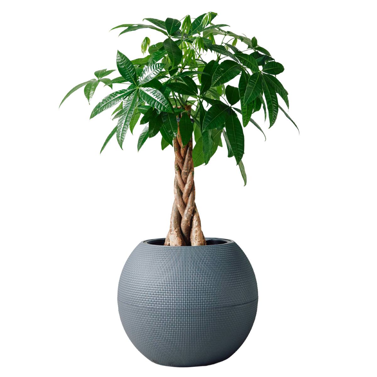 Money Tree Potted In Lechuza Puro Planter - Slate - My City Plants