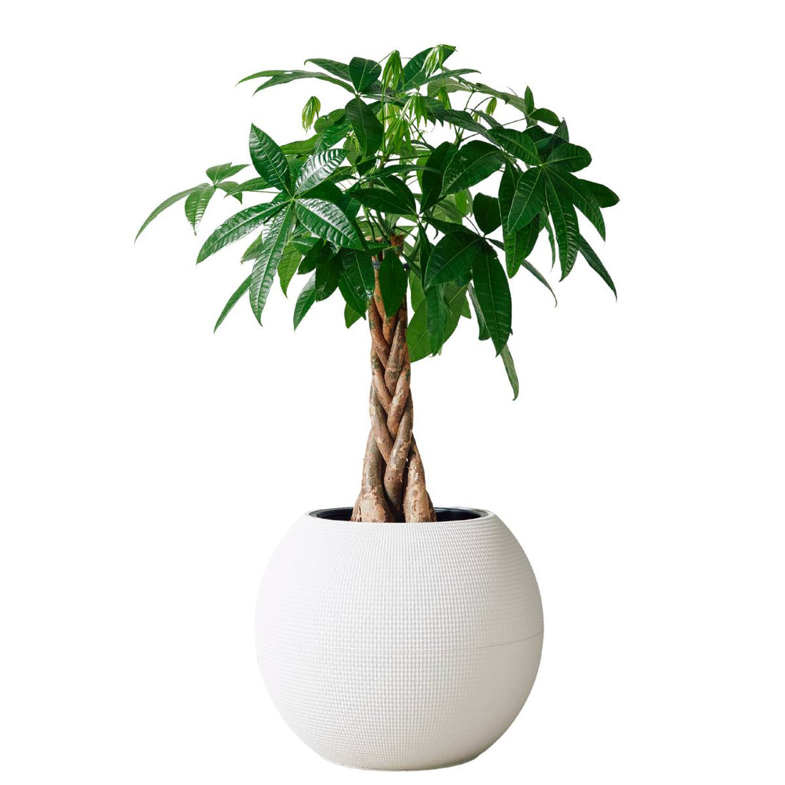 Money Tree Potted In Lechuza Puro Planter - White - My City Plants