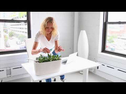 Jade Plant Potted In Lechuza Windowsill Planter - White