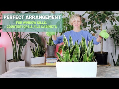 Sansevieria Potted In Lechuza Balconera Planter - Sand Brown