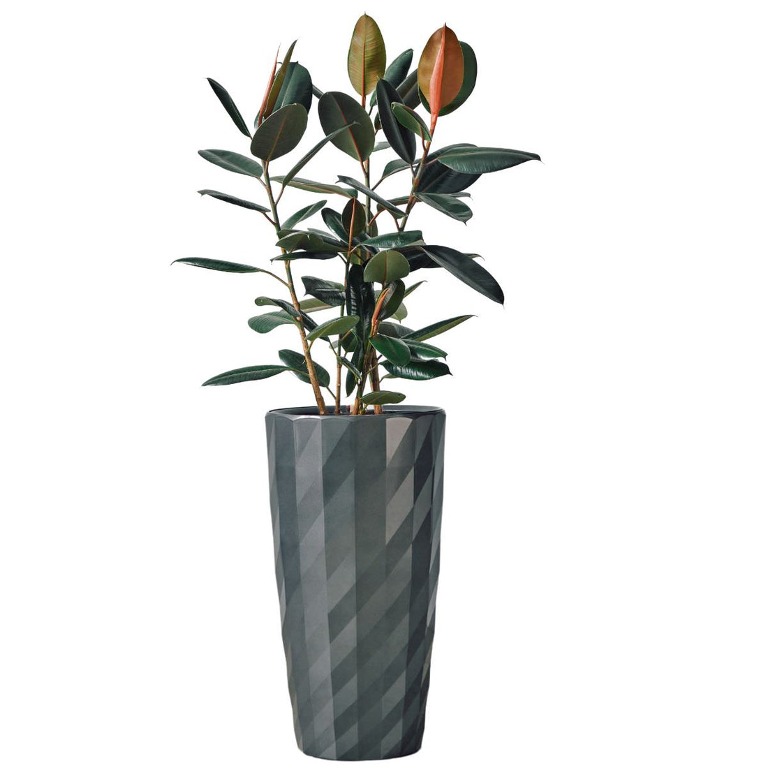 Rubber Plant Bush Potted In Lechuza Diamante Planter - Charcoal - My City Plants