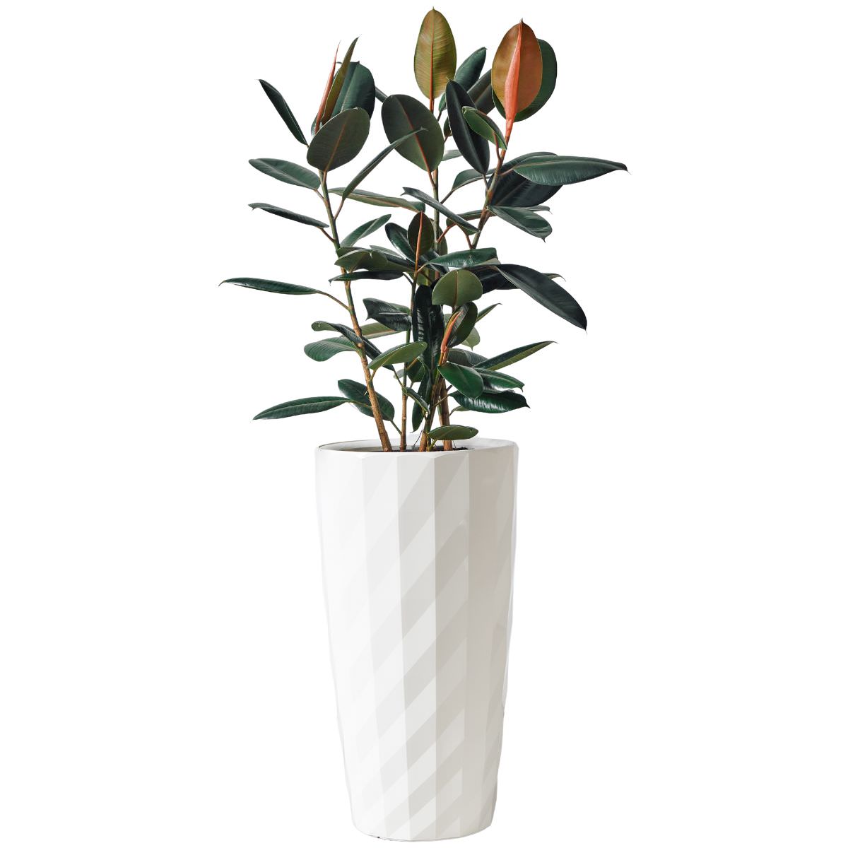 Rubber Plant Bush Potted In Lechuza Diamante Planter - White - My City Plants