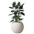 Rubber Plant Bush Potted In Lechuza Puro Planter - Sand Brown - My City Plants