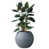 Rubber Plant Bush Potted In Lechuza Puro Planter - Slate - My City Plants