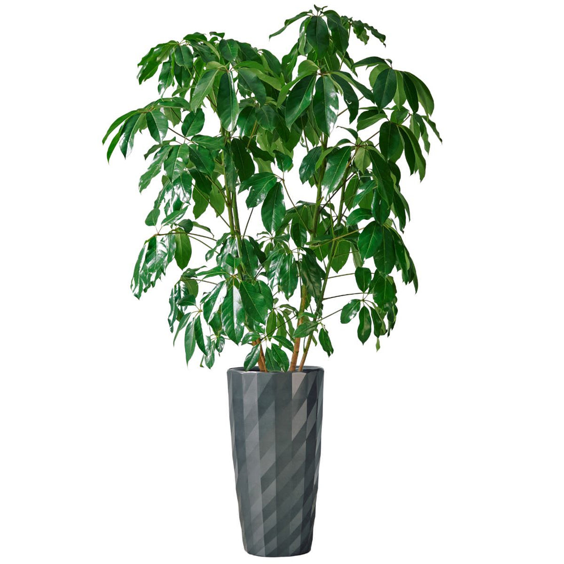 Schefflera Amate Potted In Lechuza Diamante Planter - Charcoal - My City Plants