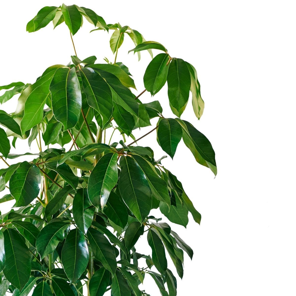 Schefflera Amate Potted In Lechuza Diamante Planter - White - My City Plants