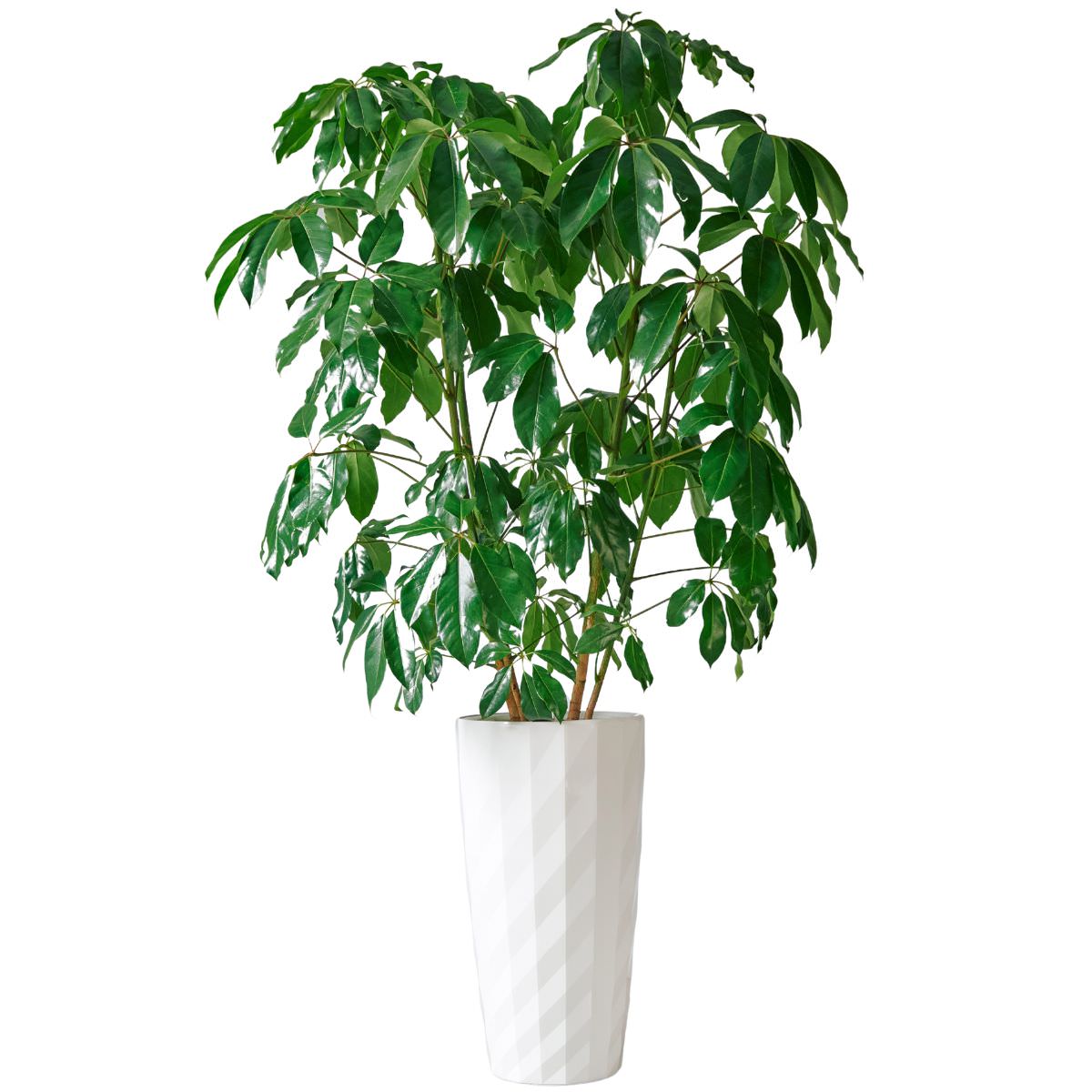 Schefflera Amate Potted In Lechuza Diamante Planter - White - My City Plants