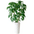 Schefflera Amate Potted In Lechuza Diamante Planter - White - My City Plants