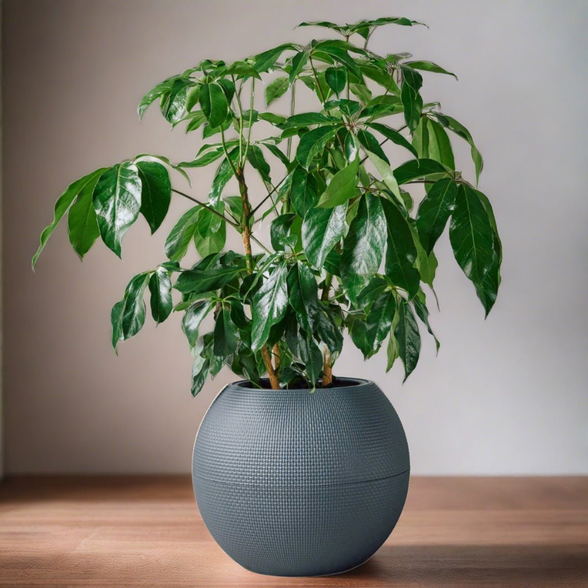 Schefflera Amate Puro - Slate - My City Plants