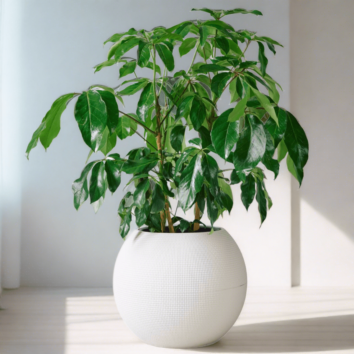 Schefflera Amate Puro - White - My City Plants