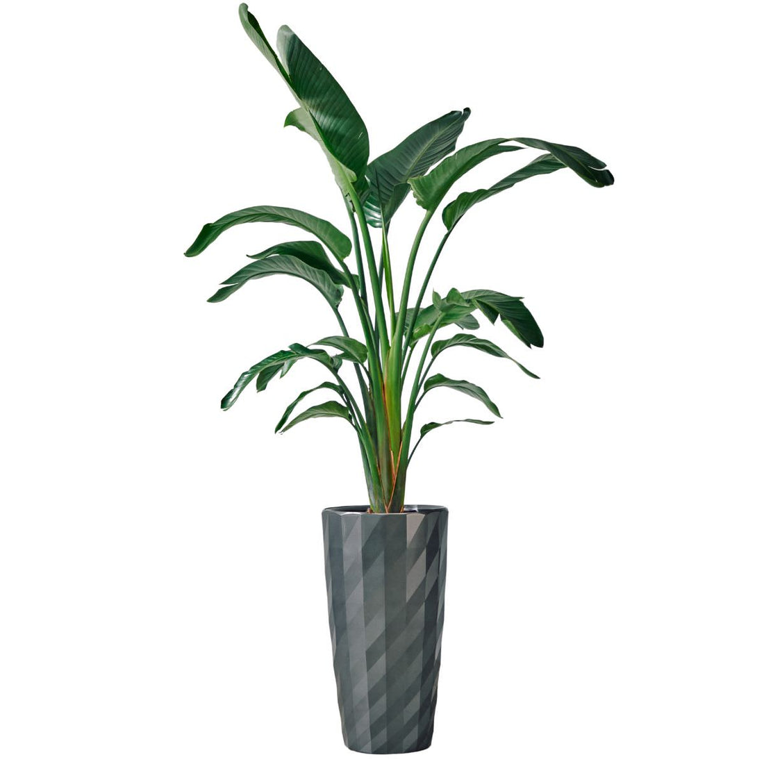 XL Bird of Paradise Plant Potted In Lechuza Diamante Planter - Charcoal - My City Plants