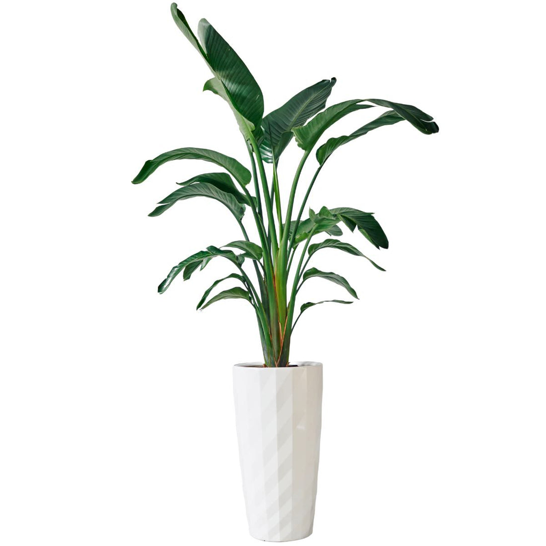 XL Bird of Paradise Plant Potted In Lechuza Diamante Planter - White - My City Plants