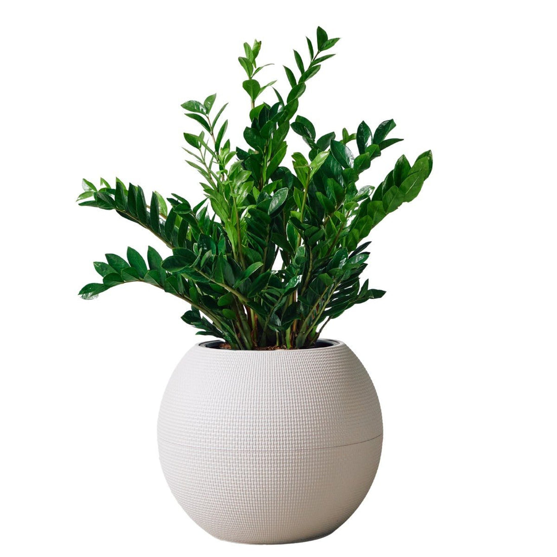 ZZ Plant Potted In Lechuza Puro Planter - Sand Brown - My City Plants