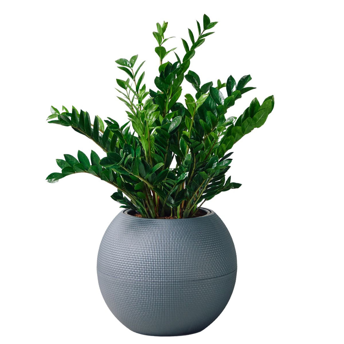 ZZ Plant Potted In Lechuza Puro Planter - Slate - My City Plants