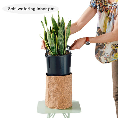 ZZ Plant Potted In Lechuza Trendcover 23 Planter - Dark Cork - My City Plants