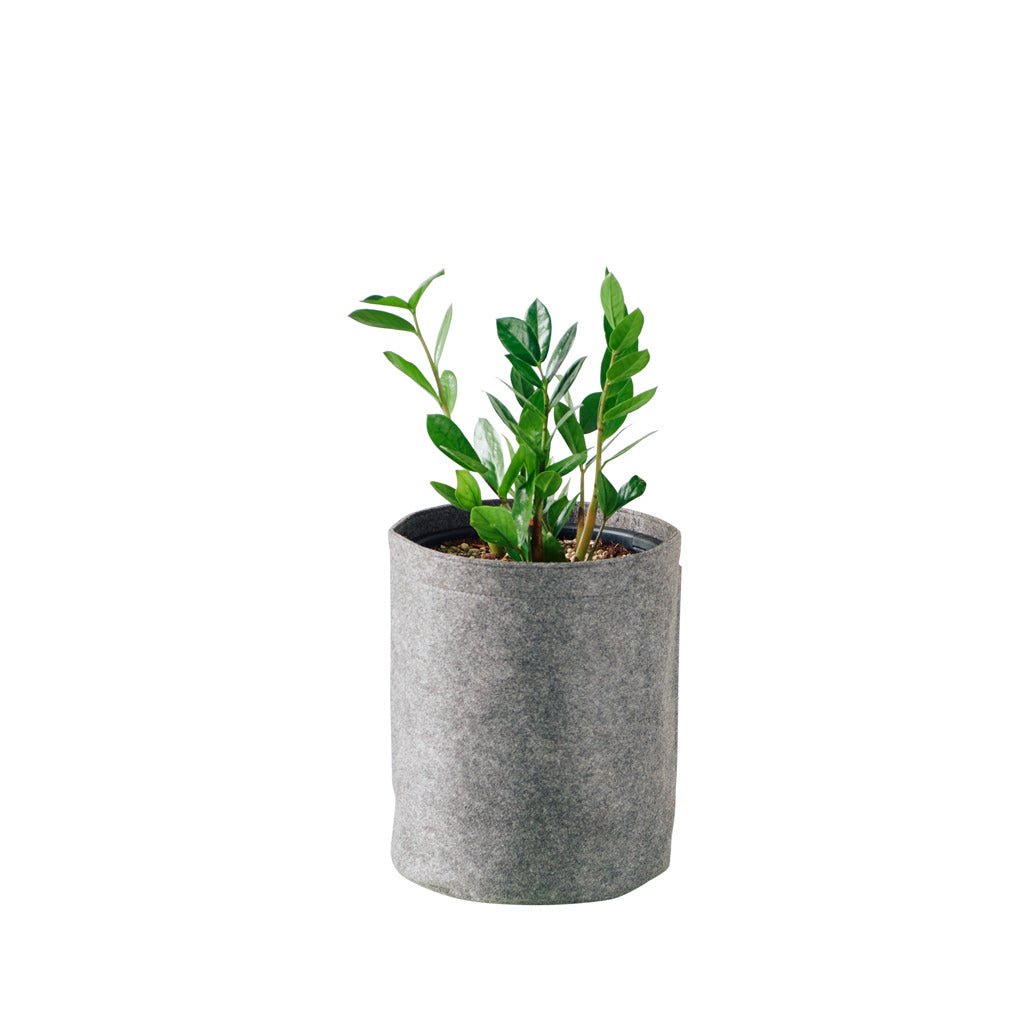 ZZ Plant Potted In Lechuza Trendcover 23 Planter - Dark Gray - My City Plants