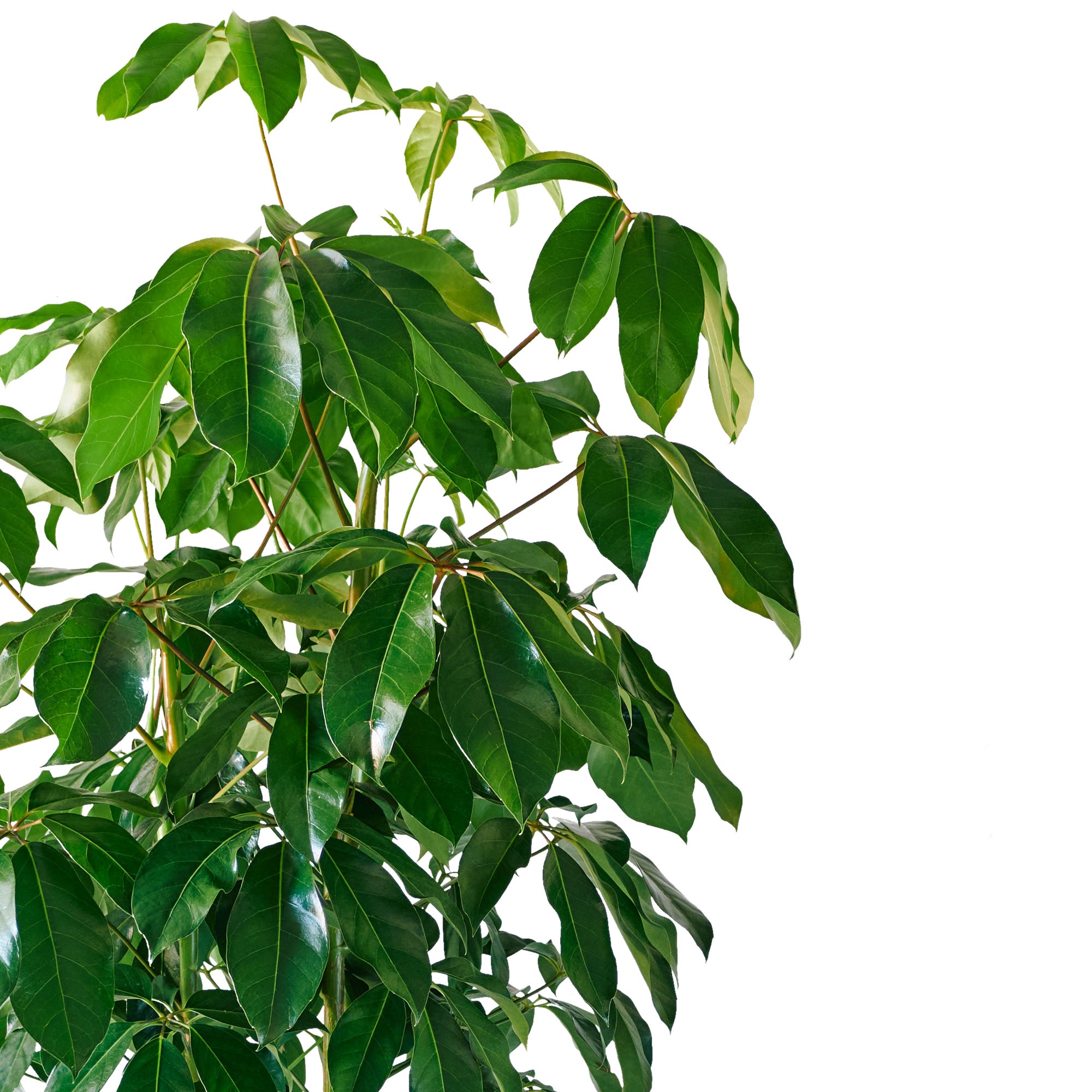 Schefflera leaves